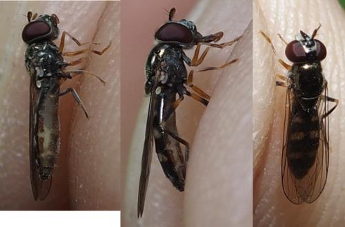 Réf. 234 783 : Platycheirus albimanus